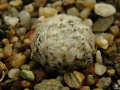 Mammillaria duwei2.jpg