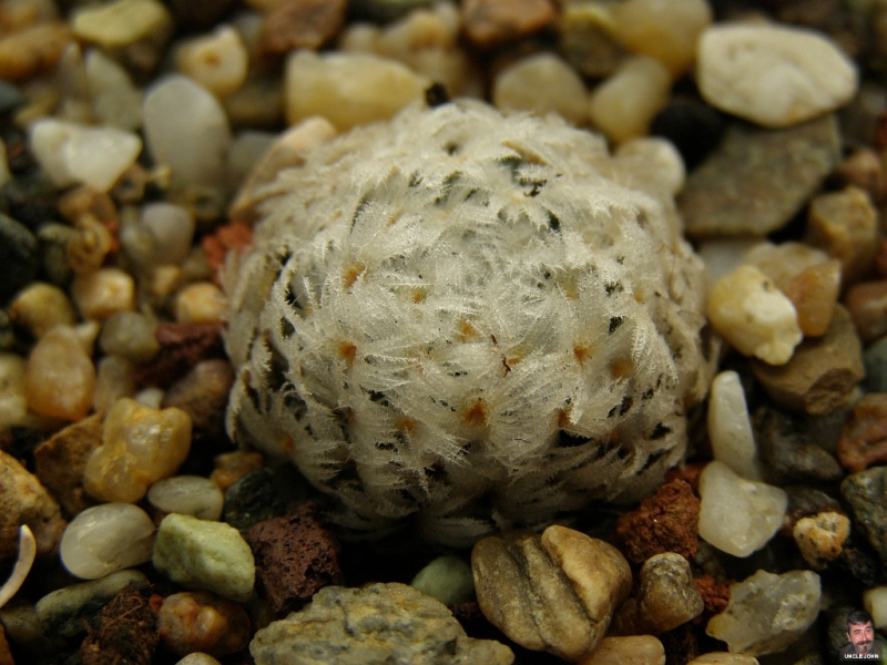 Файл:Mammillaria duwei2.jpg
