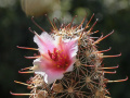 Mammillaria yaquensis 3.jpg
