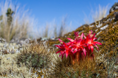 Matucana haynei 2h.jpg