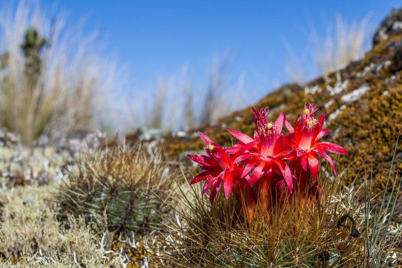 Файл:Matucana haynei 2h.jpg