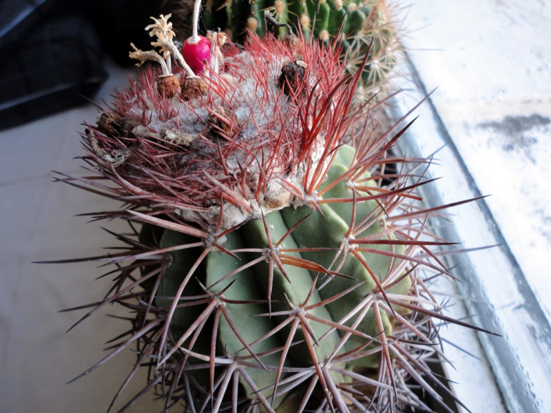 Файл:Melocactus curvispinus ssp. koolwijkianus 1.jpg