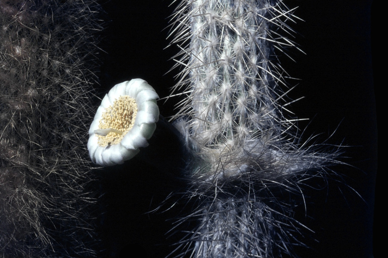 Файл:Stephanocereus leucostele 1.jpg