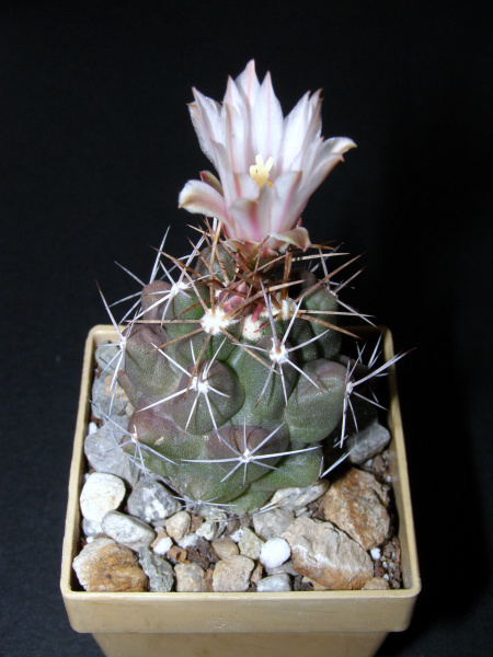Файл:Thelocactus tulensis CH 246.JPG