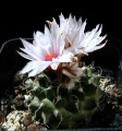 Turbinicarpus saueri ssp. saueri 'nieblae'