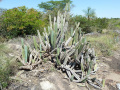 Cereus lanosus