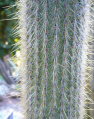 Cleistocactus tarijensis 0870.jpeg