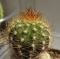 Coleocephalocereus aureus