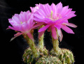 Echinopsis obrepanda.jpg