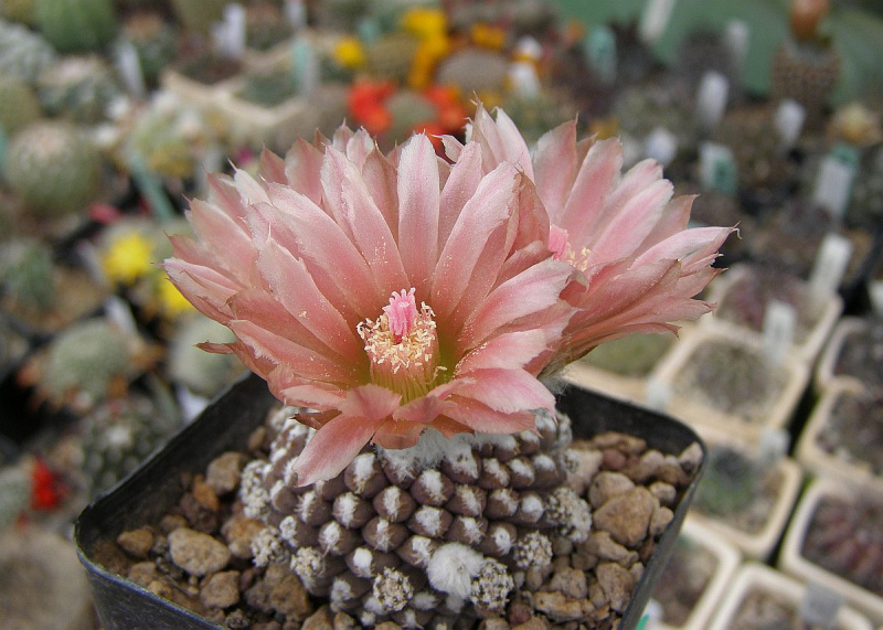 Файл:Eriosyce odieri ssp. krausii 2.jpg