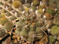 Gymnocalycium schickendantzii ssp. delaetii 4.jpg