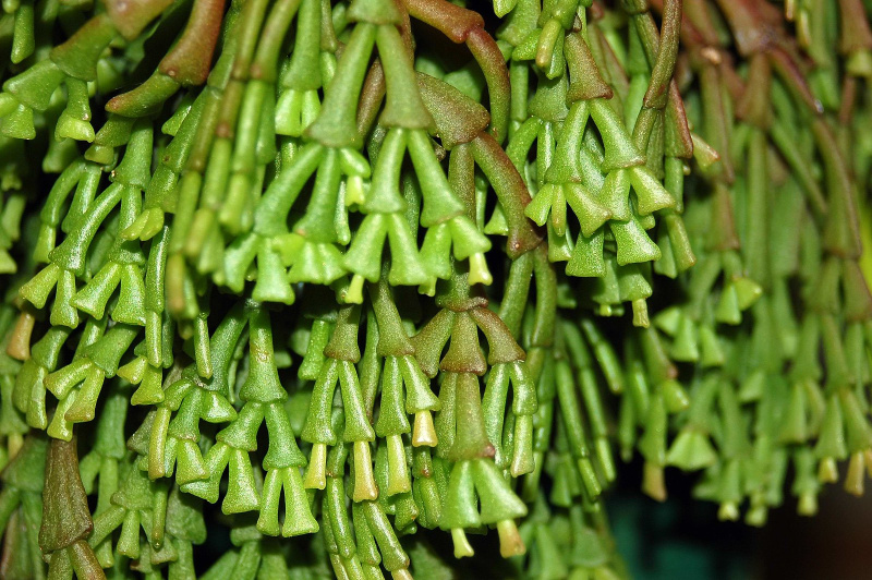 Файл:Hatiora epiphylloides bradei 0.jpg