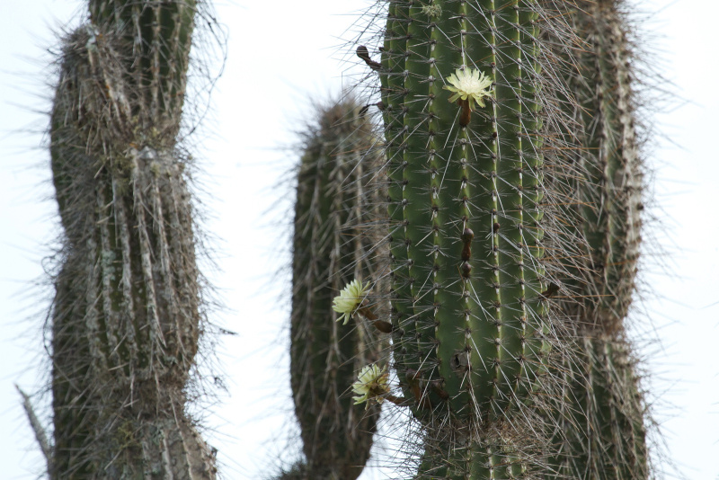 Файл:Jasminocereus thouarsii 1h.jpg