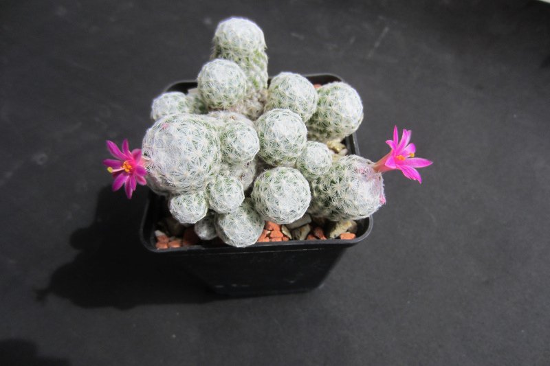 Файл:Mammillaria humboldtii 20140409.JPG