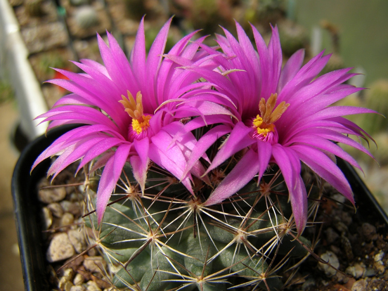 Файл:Mammillaria wrightii ssp. wrightii.jpg