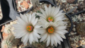 Mammillaria zephyranthoides ssp. zephyranthoides 2.jpg