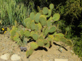 Opuntia oricola 4.JPG