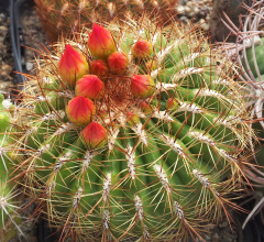 Oroya peruviana 7.jpg