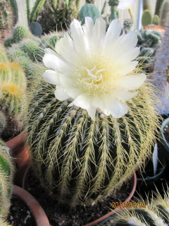 Parodia schumanniana ssp. claviceps.jpg