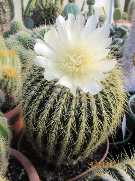 Файл:Parodia schumanniana ssp. claviceps.jpg
