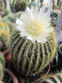 Parodia schumanniana ssp. claviceps.jpg