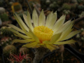 Astrophytum caput-medusae 5.jpg