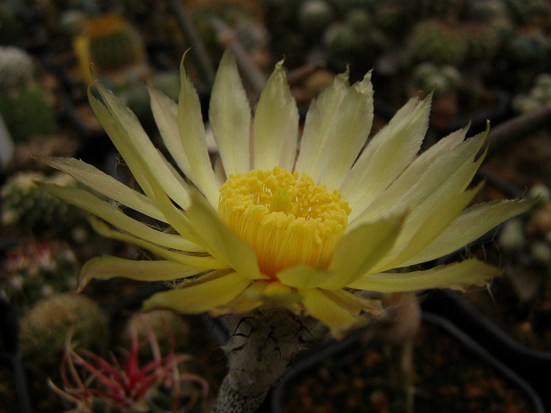 Файл:Astrophytum caput-medusae 5.jpg
