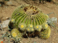 Echinocactus grusonii
