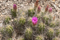 Echinocereus enneacanthus 02.jpg