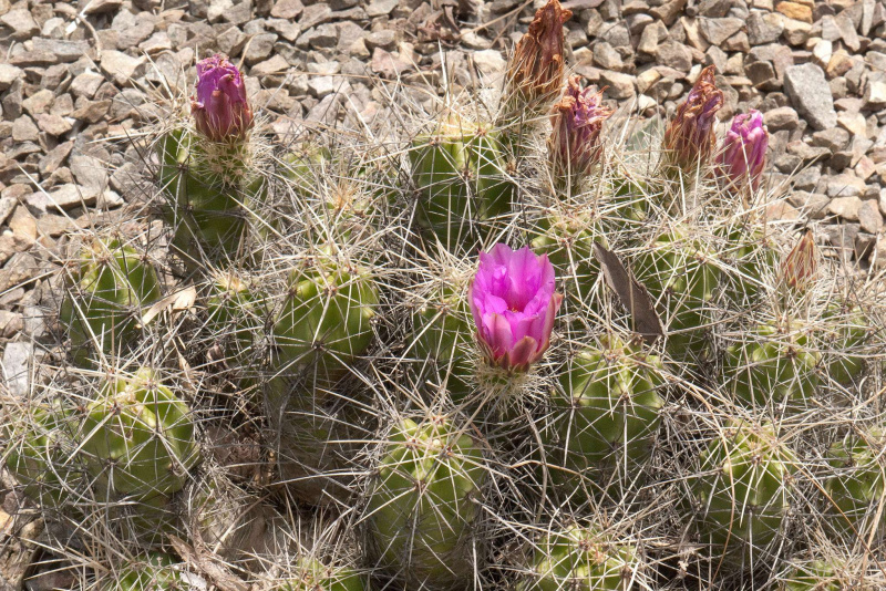 Файл:Echinocereus enneacanthus 02.jpg