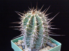 Echinocereus subinermis ssp. ochoterenae.JPG
