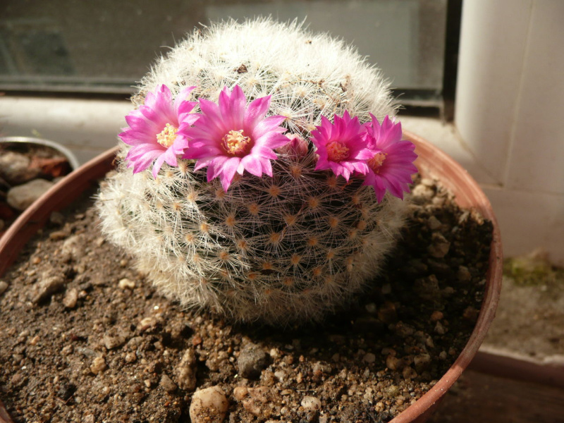 Файл:Mammillaria laui ssp. dasyacantha 22.jpg