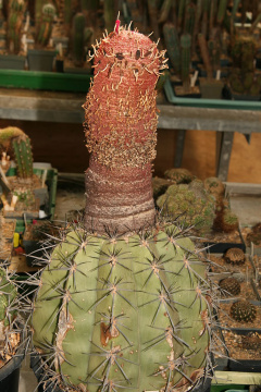 Melocactus inconcinnus.jpg
