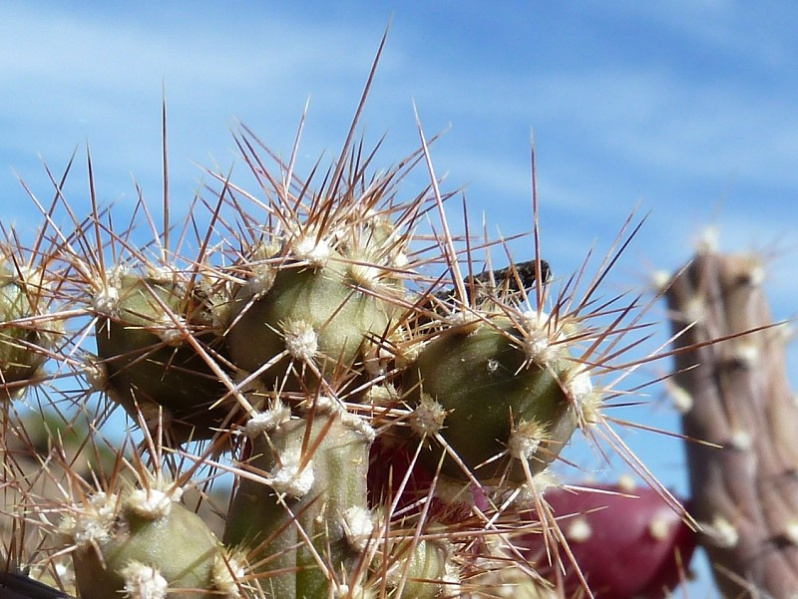 Файл:Opuntia salmiana 2.JPG