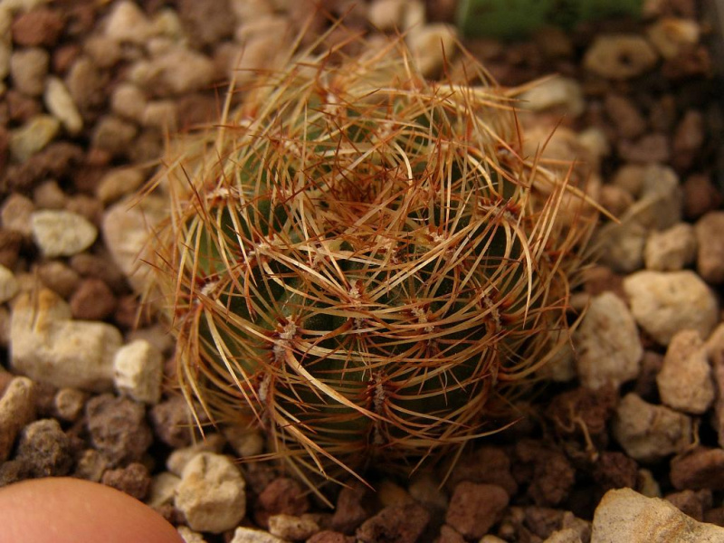 Файл:Oroya peruviana 2.jpg