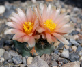 Pediocactus bradyi ssp. despainii
