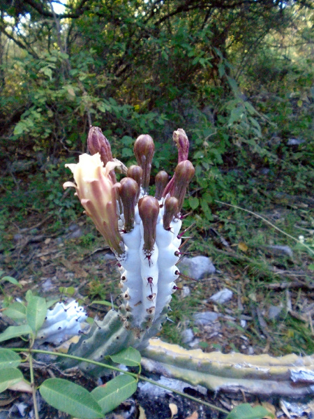 Файл:Stenocereus beneckei 1.jpeg