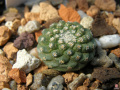 Strombocactus disciformis.jpg