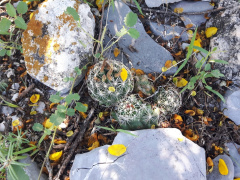 Coryphantha gracilis 3547.jpeg