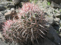 Echinocactus polycephalus ssp. polycephalus 3h.jpg