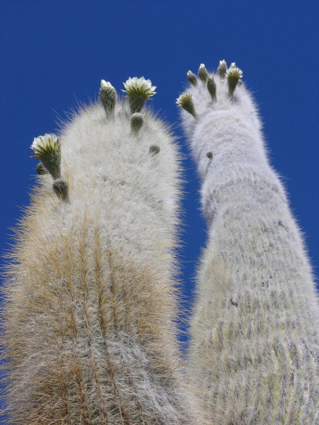 Файл:Echinopsis atacamensis ssp. pasacana 01.jpg