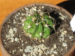 Echinopsis calorubra.JPG
