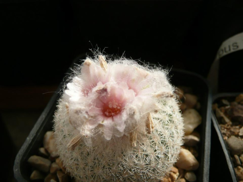 Файл:Epithelantha micromeris -Spiny.jpg