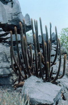 Facheiroa tenebrosa in habitat.jpg