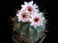 Gymnocalycium pflanzii ssp. pflanzii.jpg