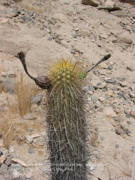 Файл:Haageocereus pseudomelanostele ssp. aureispinus.jpg