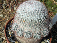 Mammillaria albilanata ssp. reppenhagenii 177.jpg