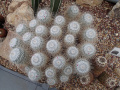 Mammillaria geminispina 5 -Jeff Wright.jpg