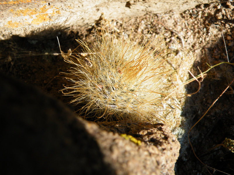 Файл:Mammillaria sinistrohamata 2h.jpg