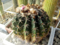 Parodia erinacea